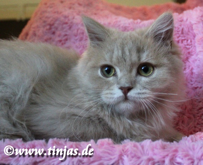 Britisch Langhaar fawn golden tabby